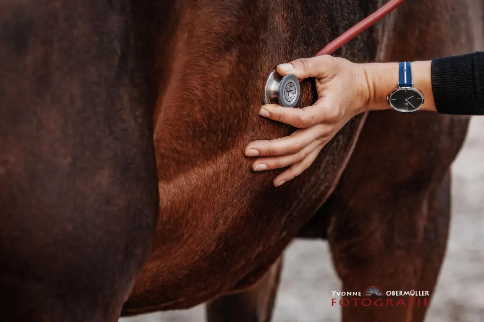 Branding-Fotografie für eine Expertin mit Pferd